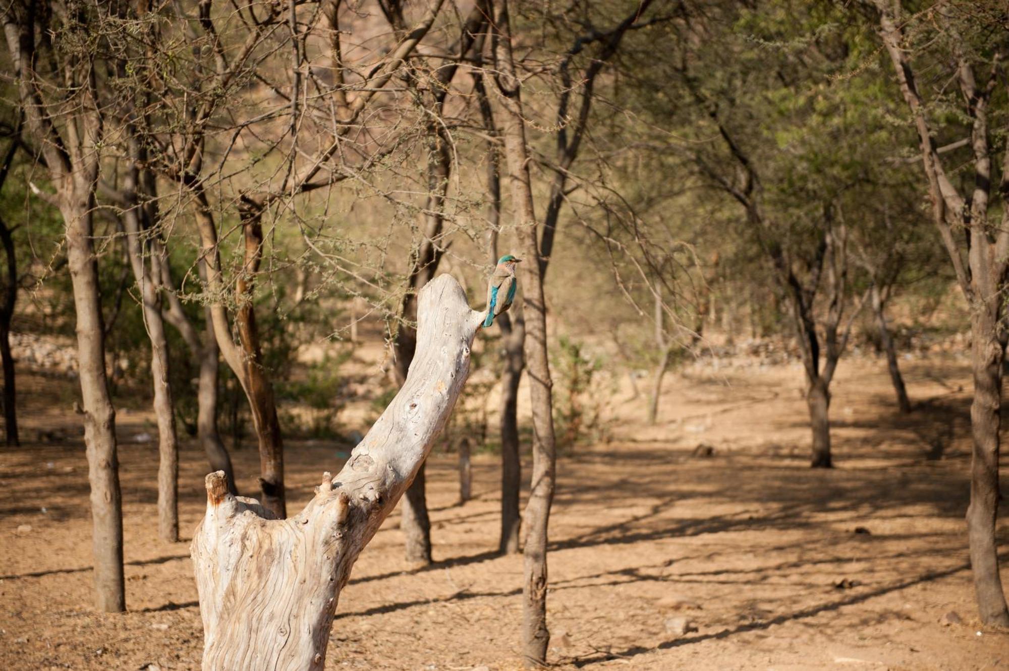 Aaram Baagh Pushkar By Pachar Group Hotel Eksteriør billede